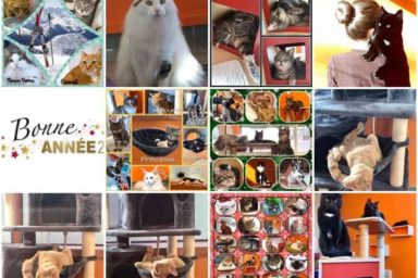 Photos portraits de chats au sein de nos chatteries