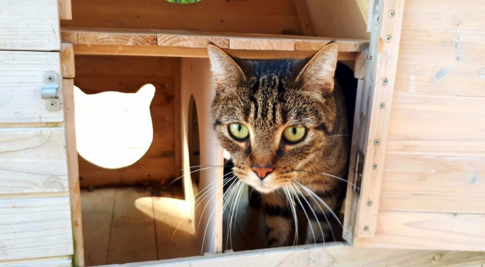 Hotel Pour Chats A Aix En Provence Decouvrez Notre Chatterie