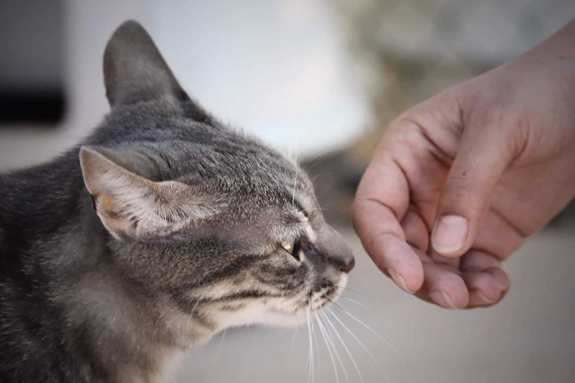 Pension Pour Chat Formalites D Accueil Reglementation Et Conseils Chatterie Saint Cyle Pension Pour Chat Formalites D Accueil Reglementation Et Conseils Chatterie Saint Cyle