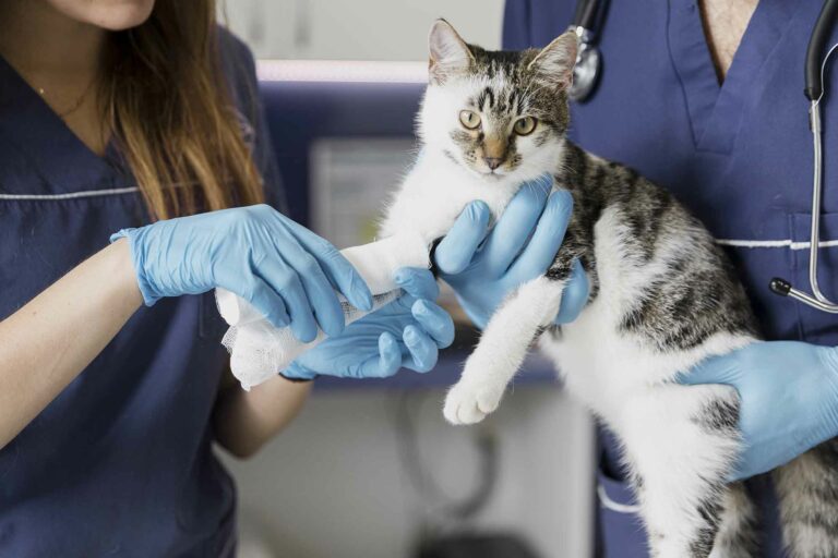 vaccin-chat