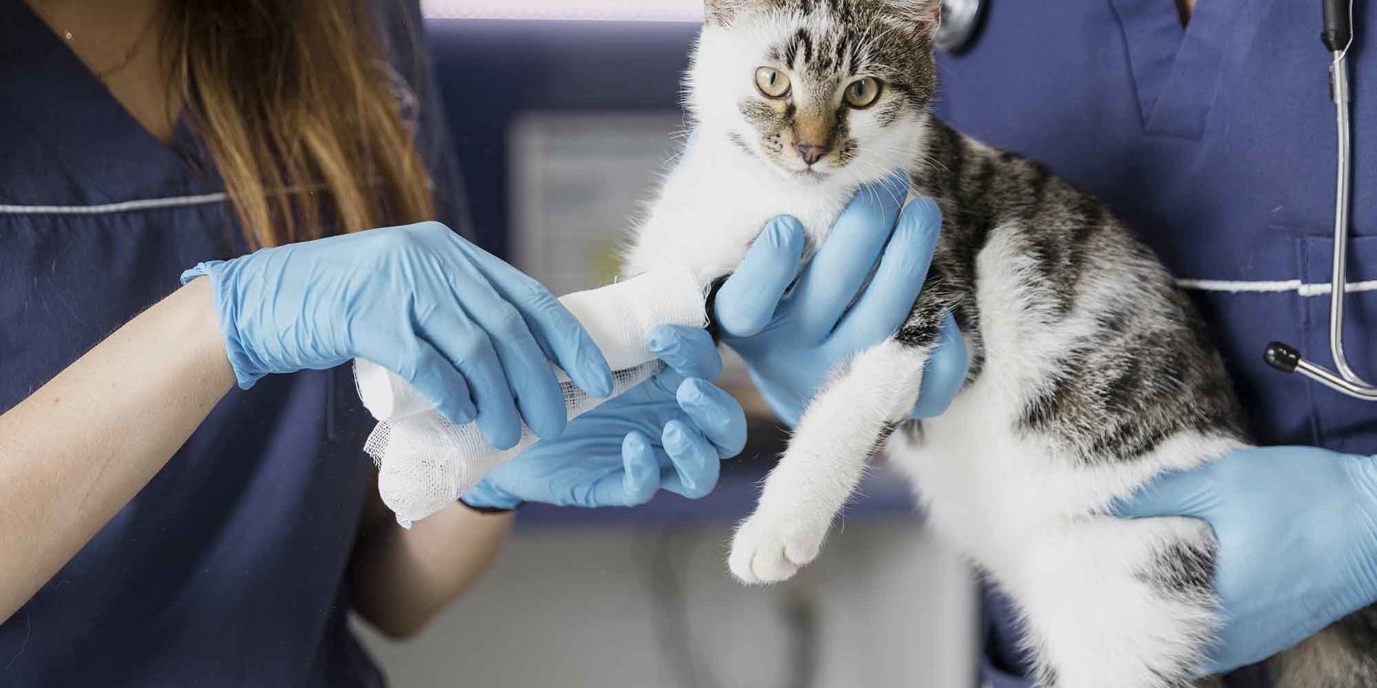 La vaccination du chat Chatteries Saint Cyle Hotel pour chats à Marseille et AixenProvence