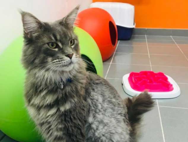 ethologie-du-chat Ethologie du chat : quels aménagements et activités ?