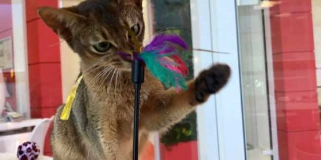 Jouer Avec Son Chat Conseils Importance Du Jeu Sante Jouer Avec Son Chat Conseils Importance Du Jeu Sante
