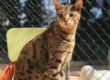Chat dans un hôtel pour chats - Chatterie Saint Cyle