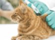 Soins et Alimentation pour le diabète du chat