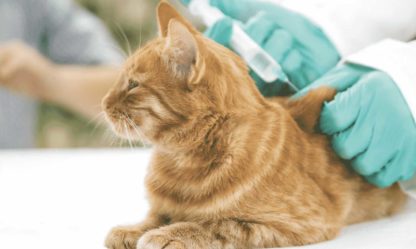 Soins et Alimentation pour le diabète du chat