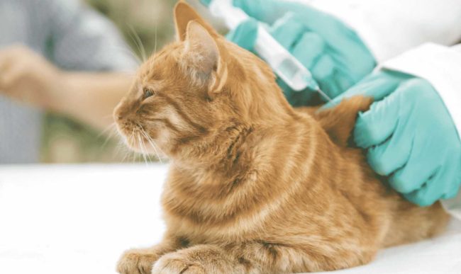 diabete-du-chat-alimentation-et-soins Soins et Alimentation pour le diabète du chat