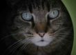 Stress du chat : tous nos conseils pour y remédier