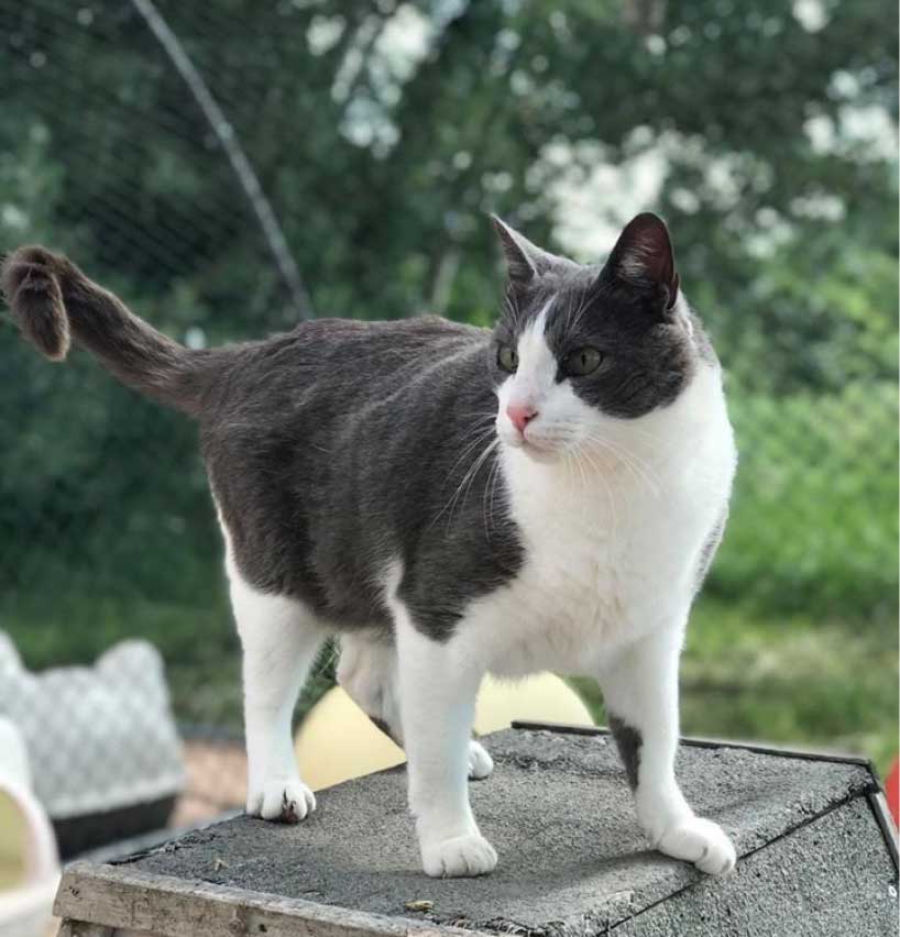 Charte de qualité des soins du chat - Chatterie Saint Cyle