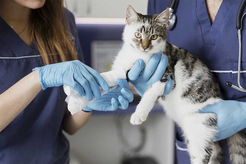 Chat soigné dans un hôtel pour chats